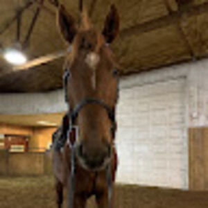 Meet your Posher, Deana